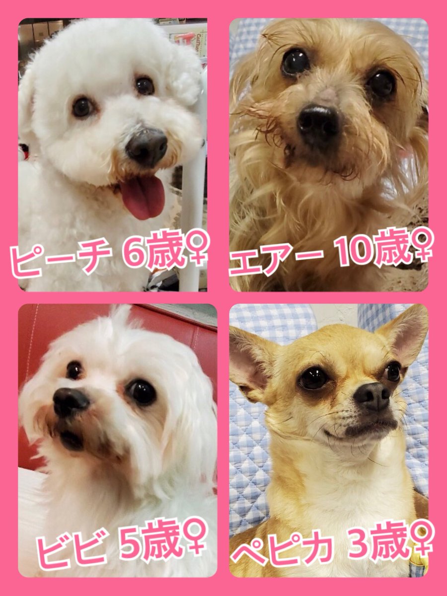 🐾今日の里親様募集中ワンコ🐶メンバーです🐾2020,4,13